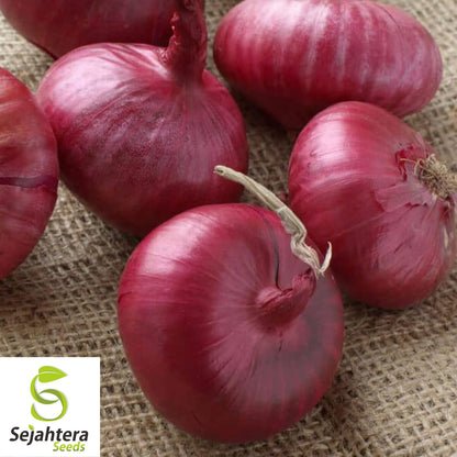 200+ Ruby Red Onion Seeds - Allium Cepa, Non-GMO Vegetable Garden