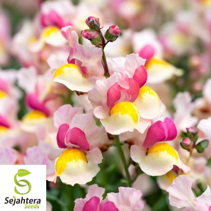 2000+ Snapdragon Fairy Bouquet Seeds - Dwarf Linaria Maroccana Flowers