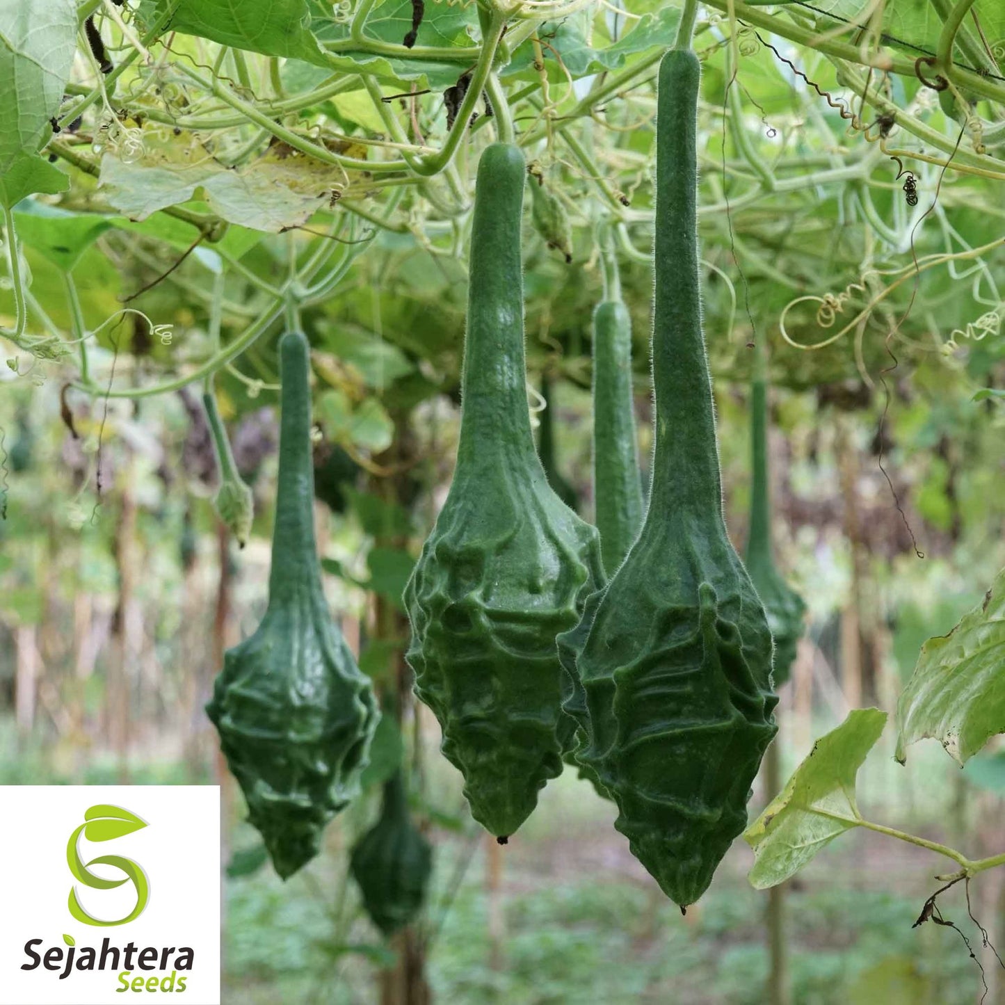 Caveman's Club Gourd Seeds - 10+ Heirloom - Rare Maranka Squash Variety