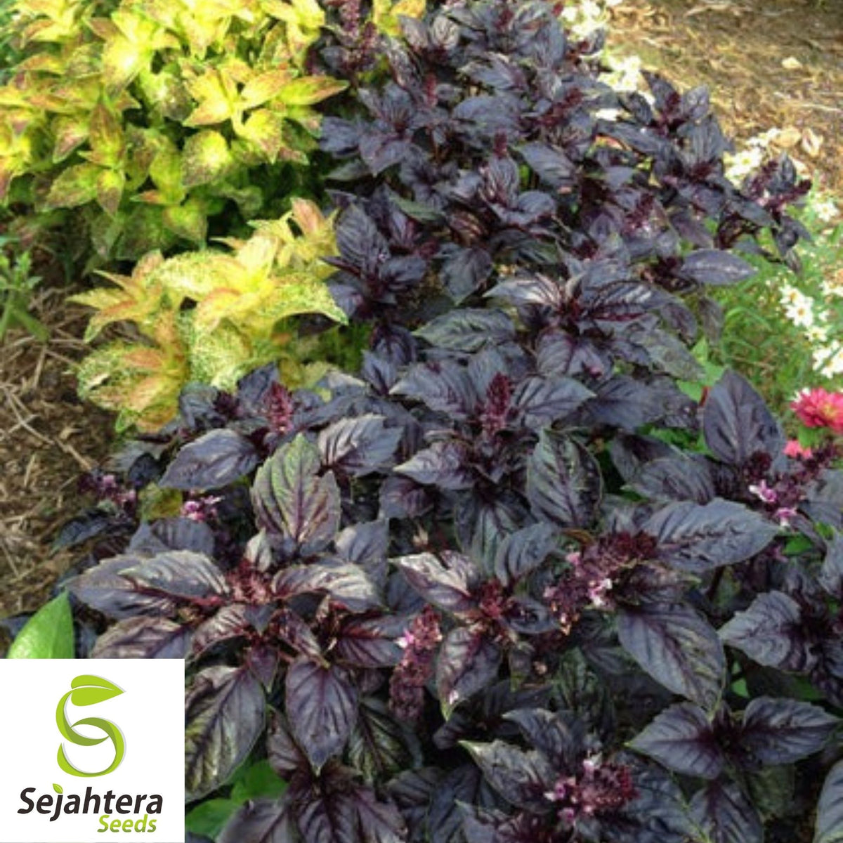 Dark Opal Purple Basil Seeds 200+ | Culinary Herb Cooking NON-GMO USA