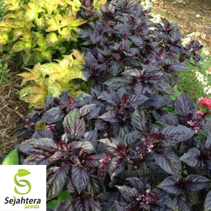 Dark Opal Purple Basil Seeds 200+ | Culinary Herb Cooking NON-GMO USA