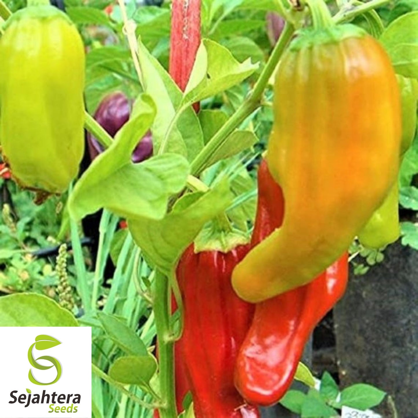 25 Santa Fe Grande Pepper Seeds - Non-GMO, Mild & Vibrant Variety