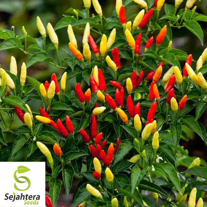 25 Tabasco Pepper Seeds - Non-GMO, Hot & Flavorful Variety