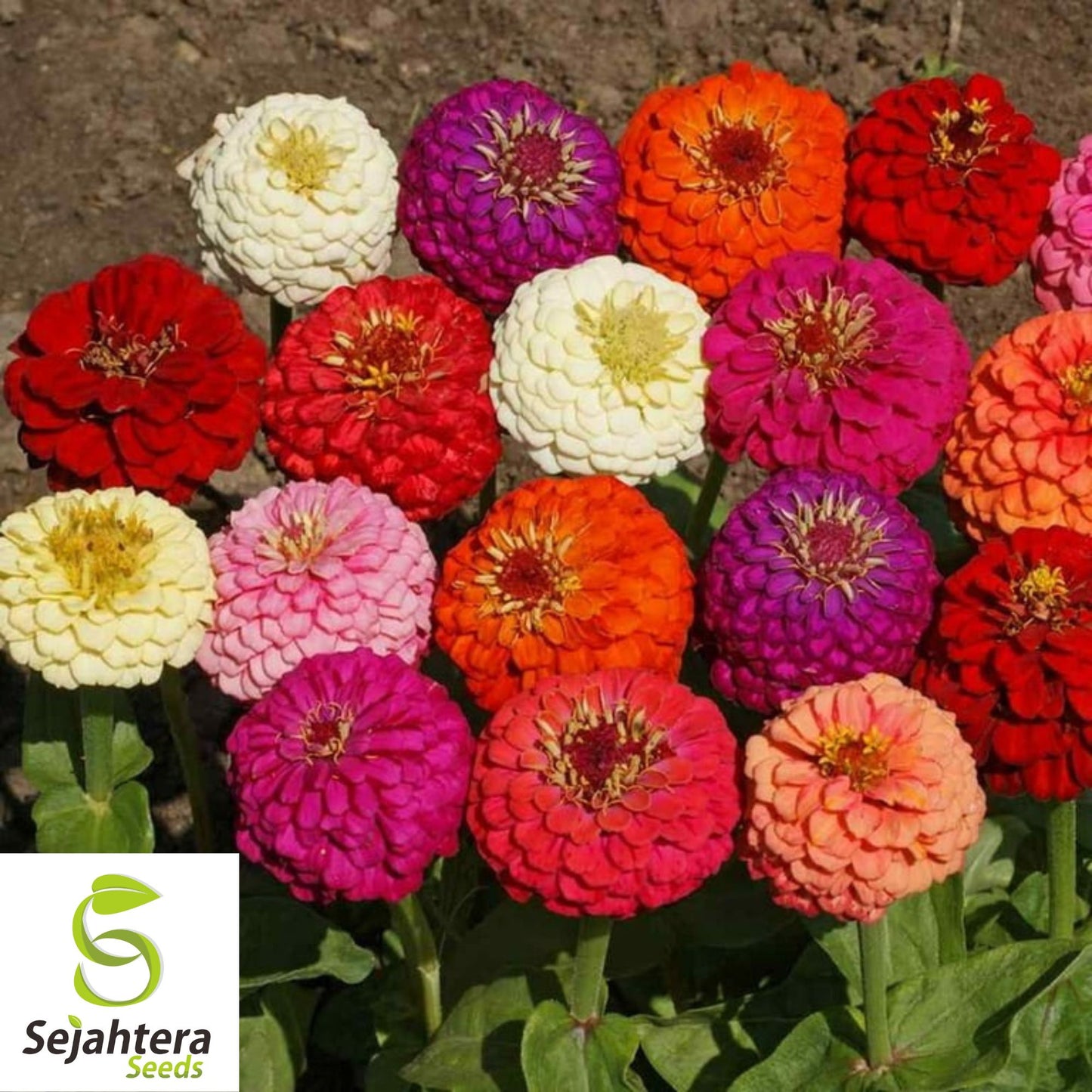 100 Lilliput Zinnia Flower Mix Seeds - Non-GMO, Compact & Colorful Variety