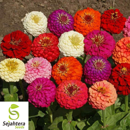 100 Lilliput Zinnia Flower Mix Seeds - Non-GMO, Compact & Colorful Variety