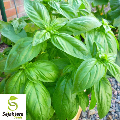 200 Sweet Basil Seeds - Non-GMO, Aromatic Fresh Herb