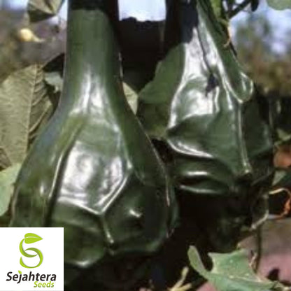 Caveman's Club Gourd Seeds - 10+ Heirloom - Rare Maranka Squash Variety