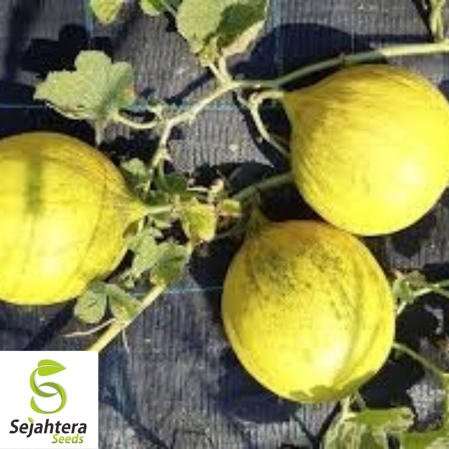 Golden Beauty Casaba Melon Seeds 50+ | Sweet Yellow Fruit NON-GMO USA