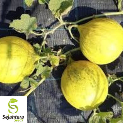 Golden Beauty Casaba Melon Seeds 50+ | Sweet Yellow Fruit NON-GMO USA