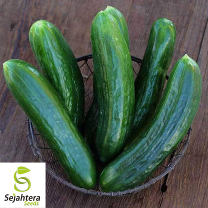 Muncher Cucumber Seeds 50+ | Heirloom NON-GMO Vegetable Garden USA