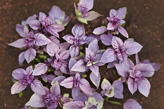 Basil Dark Opal Sweet Basil Basil (Ocimum basilicum 'Purple Dark Opal')