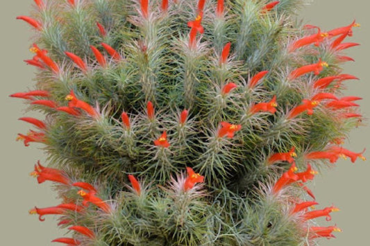 Tilandsia Funckiana Air Plant - Caulescent Variety with Pine Needle Leaves - Tropical Houseplant for Home Decor