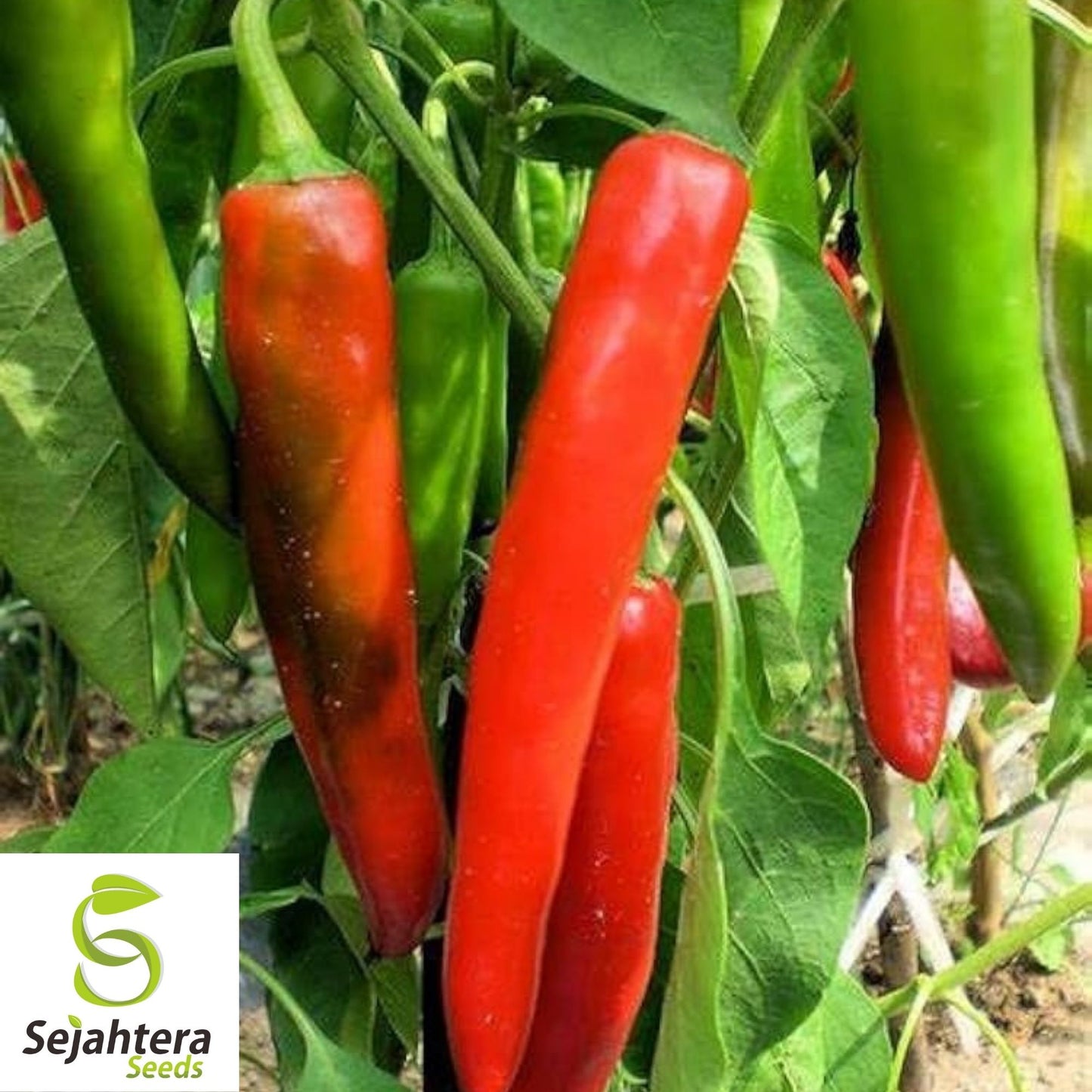 Anaheim Chile Pepper Seeds 50+ | Heirloom Vegetable NON-GMO USA