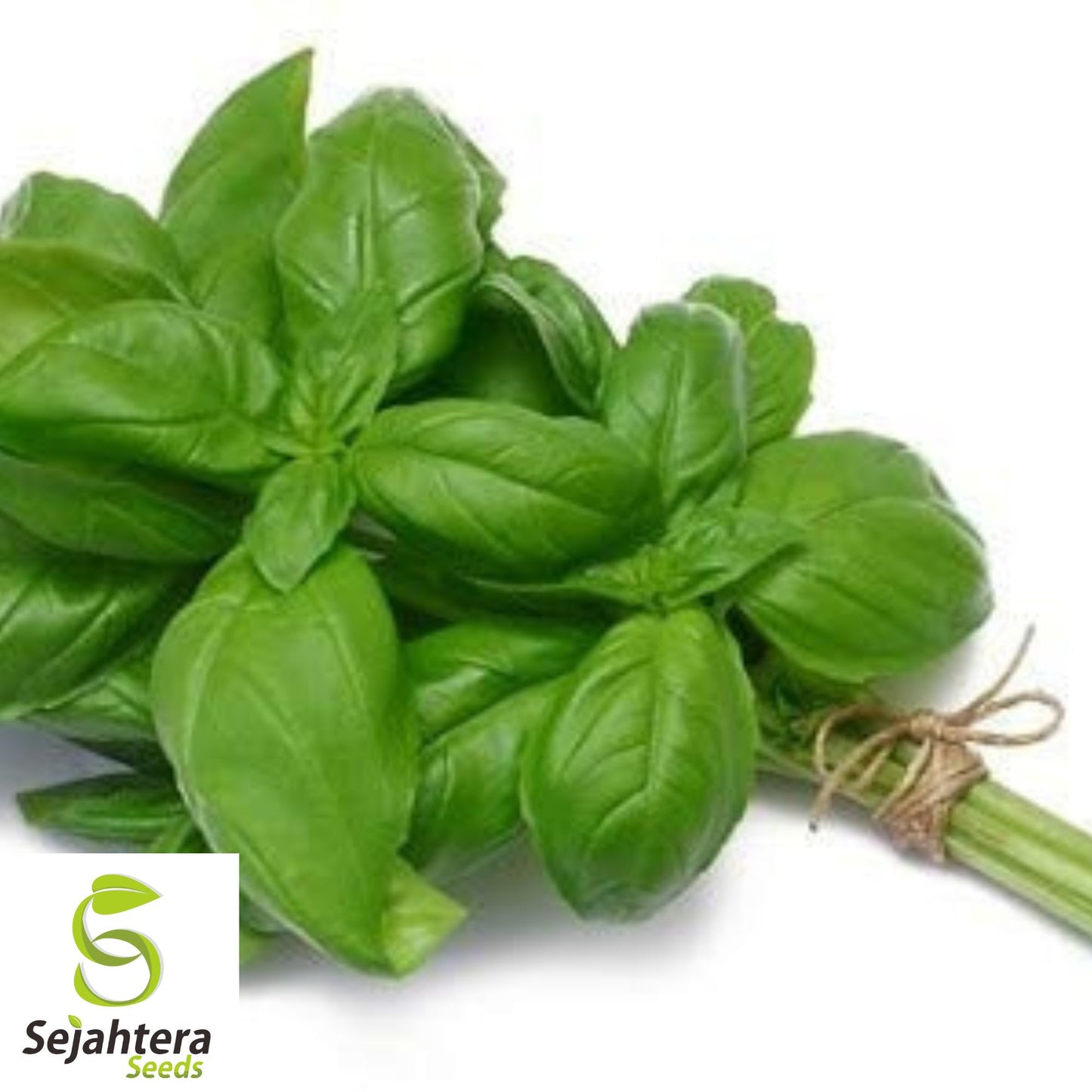 200 Sweet Basil Seeds - Non-GMO, Aromatic Fresh Herb