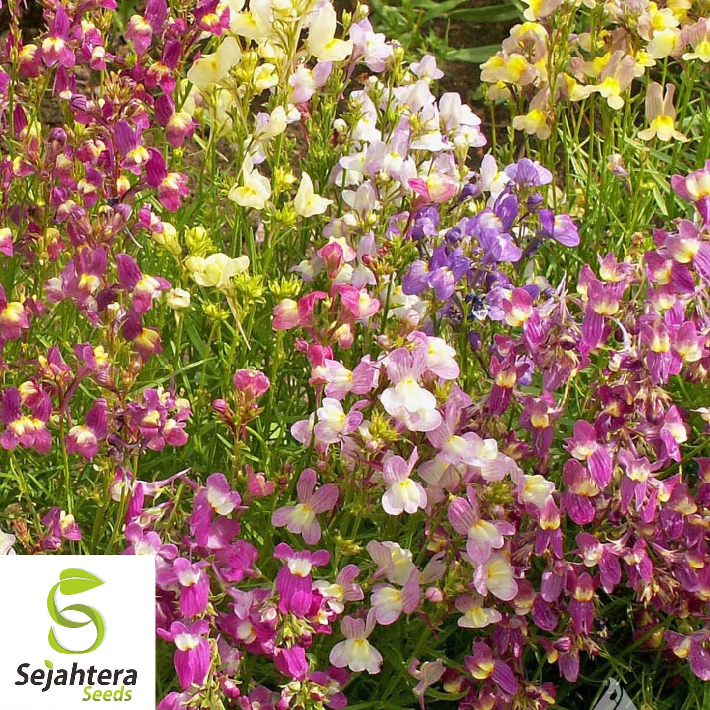 2000+ Snapdragon Fairy Bouquet Seeds - Dwarf Linaria Maroccana Flowers