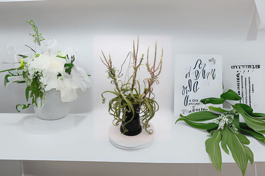 Tillandsia Curly Slim Air Plant (Plaque) - Unique Hybrid of T. Intermedia & T. Streptophylla - Perfect for Collectors