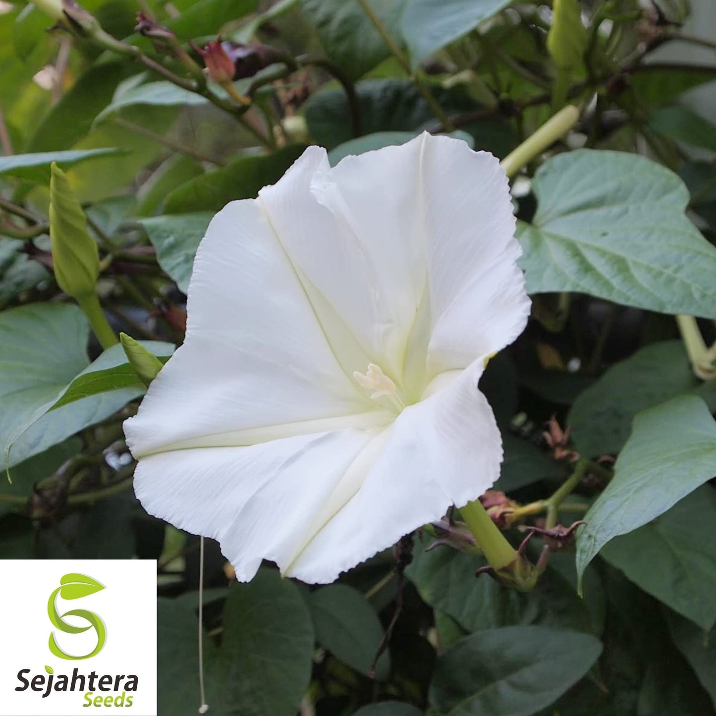 Moonflower Seeds 25 Ct | White Morning Glory Night-Blooming Vine Flower USA