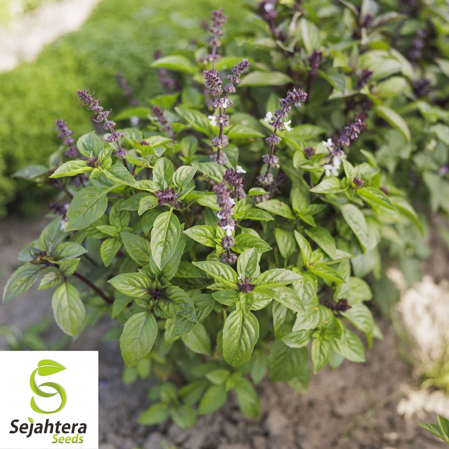 Cinnamon Basil Seeds - 200+ Heirloom Perennial Herb - Bug Repellent & Non-GMO