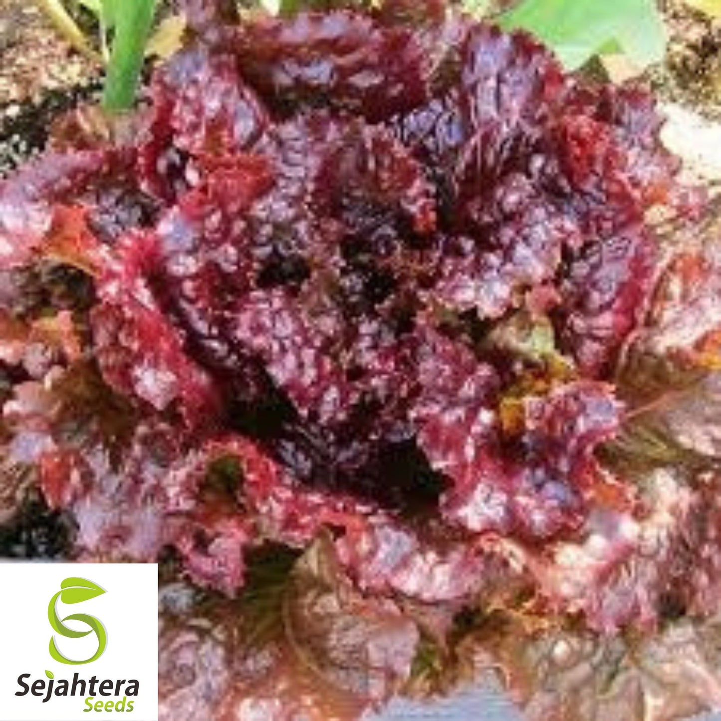 600+ Ruby Red Lettuce Seeds - Heirloom, Non-GMO & Vibrant Salad Greens