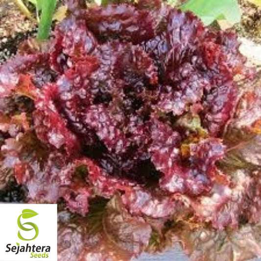 600+ Ruby Red Lettuce Seeds - Heirloom, Non-GMO & Vibrant Salad Greens