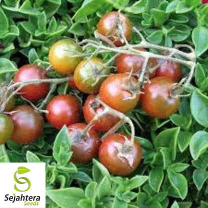 Brown Berry Tomato Seeds - 120+ Heirloom, Organic, Non-GMO & Rare