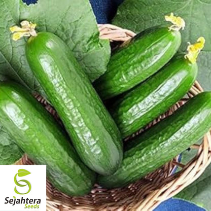Muncher Cucumber Seeds 50+ | Heirloom NON-GMO Vegetable Garden USA