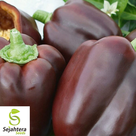 25 Chocolate Beauty Pepper Seeds - Non-GMO, Sweet & Unique Variety