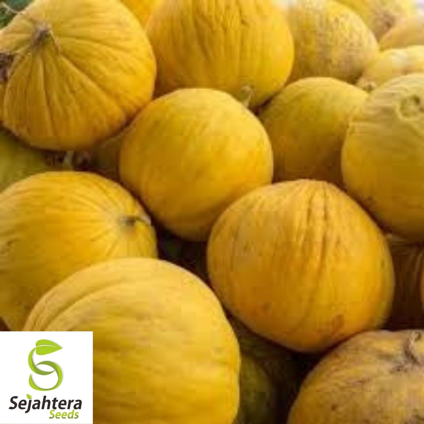 Golden Beauty Casaba Melon Seeds 50+ | Sweet Yellow Fruit NON-GMO USA