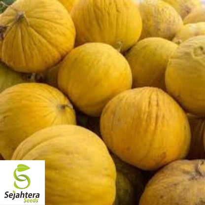 Golden Beauty Casaba Melon Seeds 50+ | Sweet Yellow Fruit NON-GMO USA
