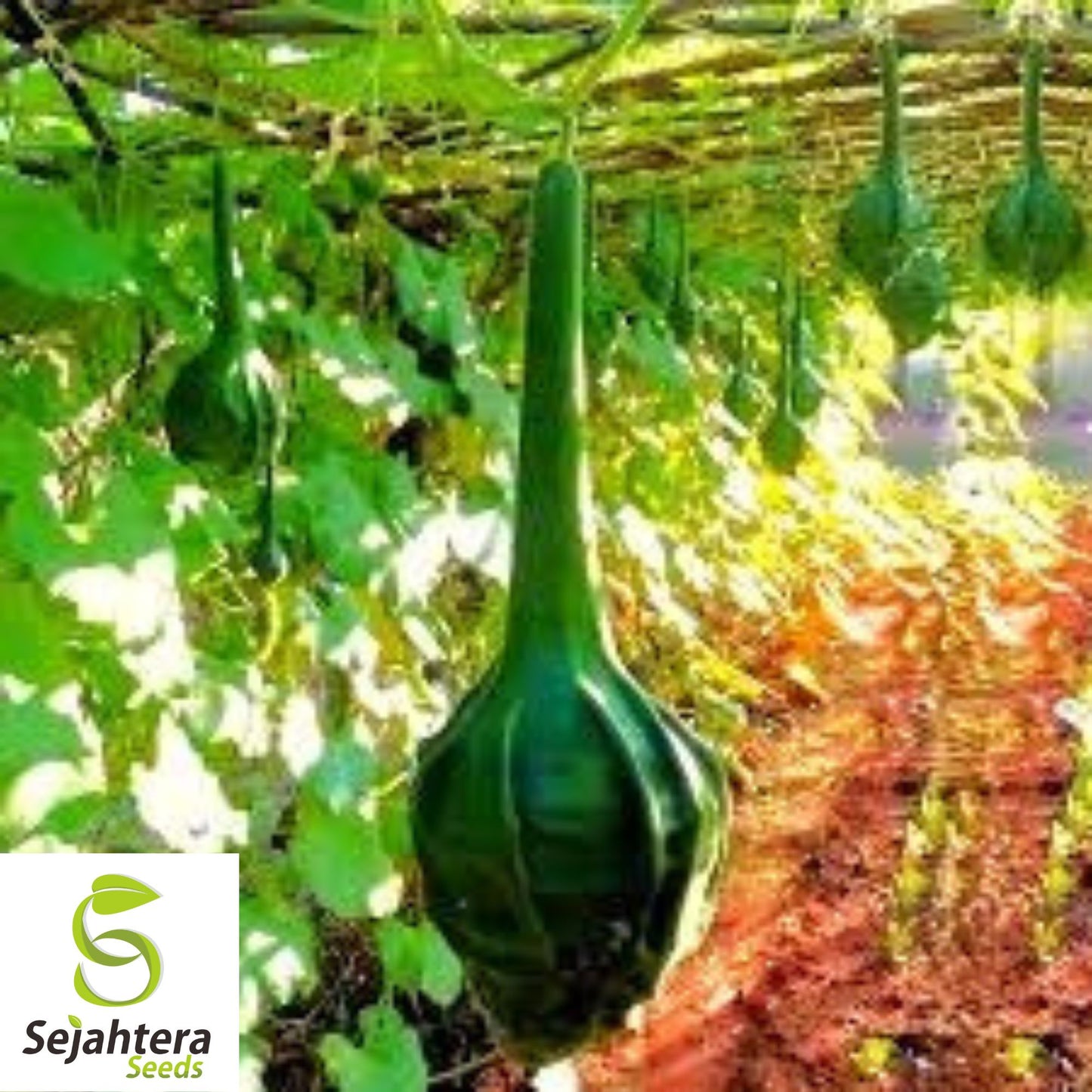 Caveman's Club Gourd Seeds - 10+ Heirloom - Rare Maranka Squash Variety