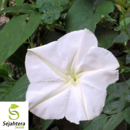 Moonflower Seeds 25 Ct | White Morning Glory Night-Blooming Vine Flower USA