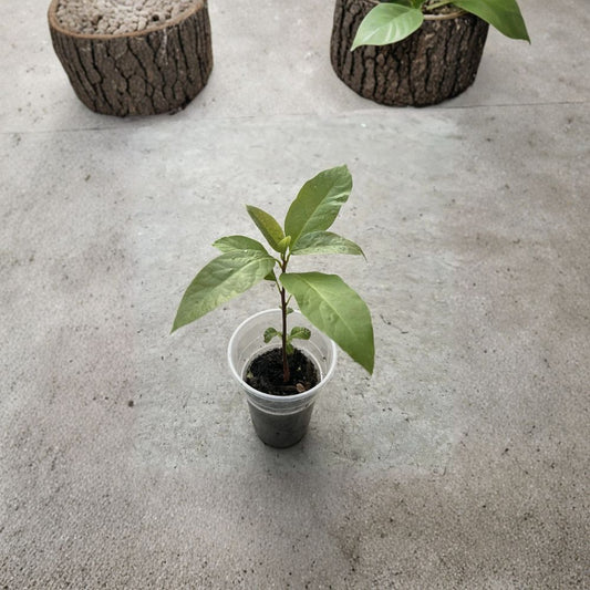 Avocado Tree – Persea americana Live Seedling | 10 Inches Tall | Includes Nursery Pot  Tropical Fruit Starter | Patio & Backyard Friendly | Ready to Plant