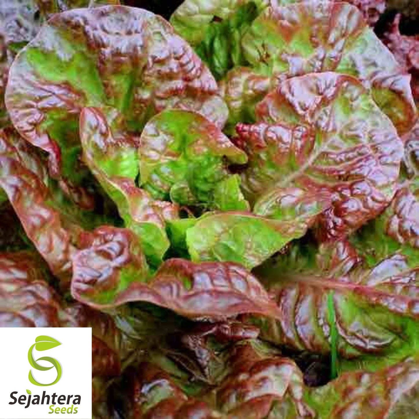 600+ Ruby Red Lettuce Seeds - Heirloom, Non-GMO & Vibrant Salad Greens