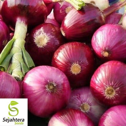 200+ Ruby Red Onion Seeds - Allium Cepa, Non-GMO Vegetable Garden