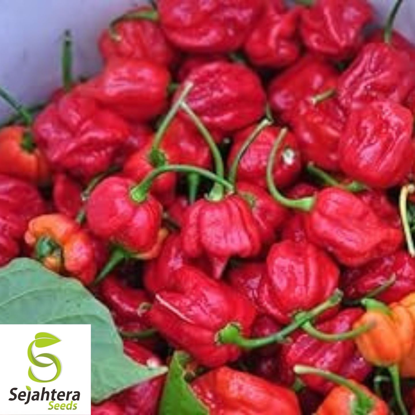 25 Caribbean Red Habanero Pepper Seeds - Non-GMO, Extra Spicy Variety