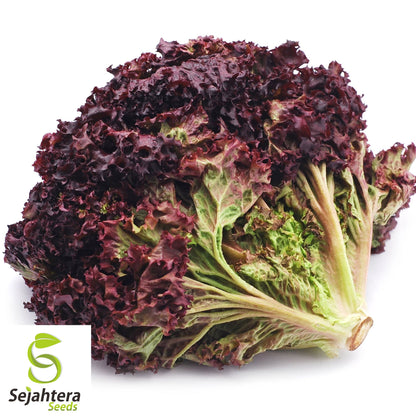 600+ Ruby Red Lettuce Seeds - Heirloom, Non-GMO & Vibrant Salad Greens