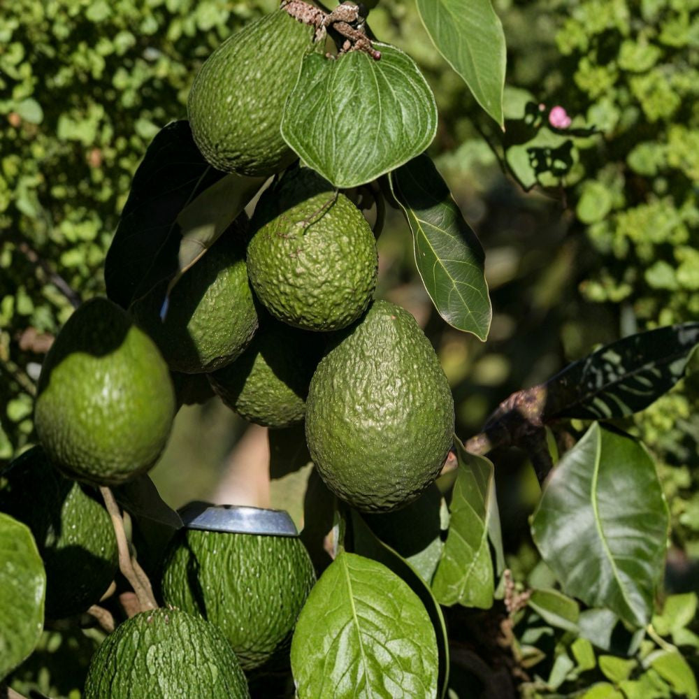 Avocado Tree – Persea americana Live Seedling | 10 Inches Tall | Includes Nursery Pot  Tropical Fruit Starter | Patio & Backyard Friendly | Ready to Plant