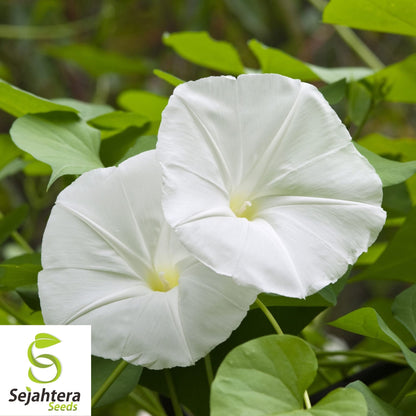Moonflower Seeds 25 Ct | White Morning Glory Night-Blooming Vine Flower USA