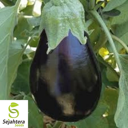 Eggplant Black Beauty Seeds 200+ | Heirloom Vegetable Garden NON-GMO USA