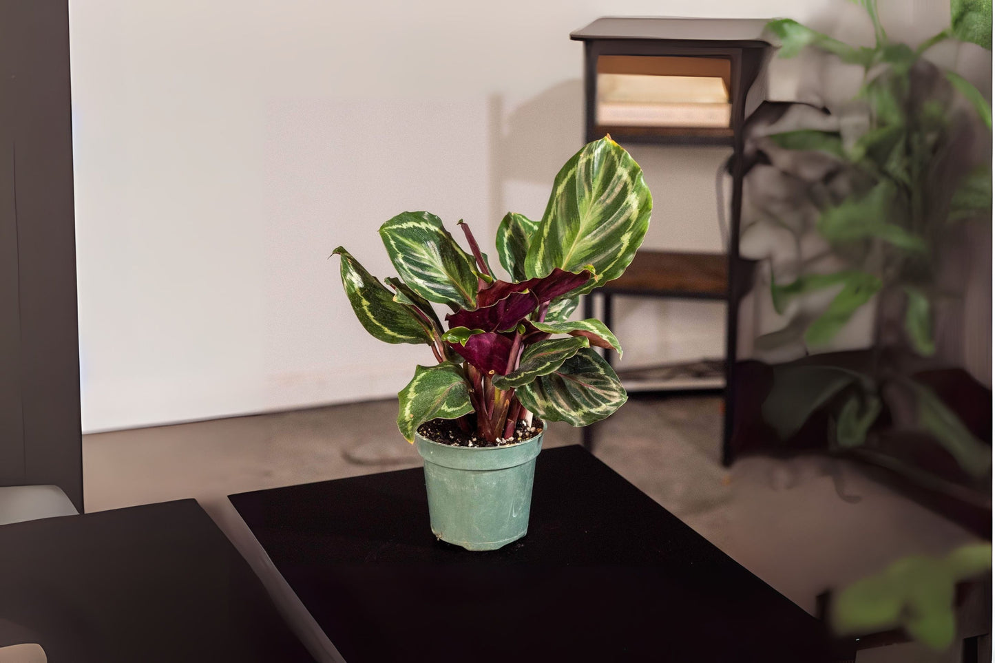 Calathea x 'Medallion' 6" Pot - Decorative Foliage Plant - Easy Care Houseplant for Indoor Spaces - Calathea Medallion