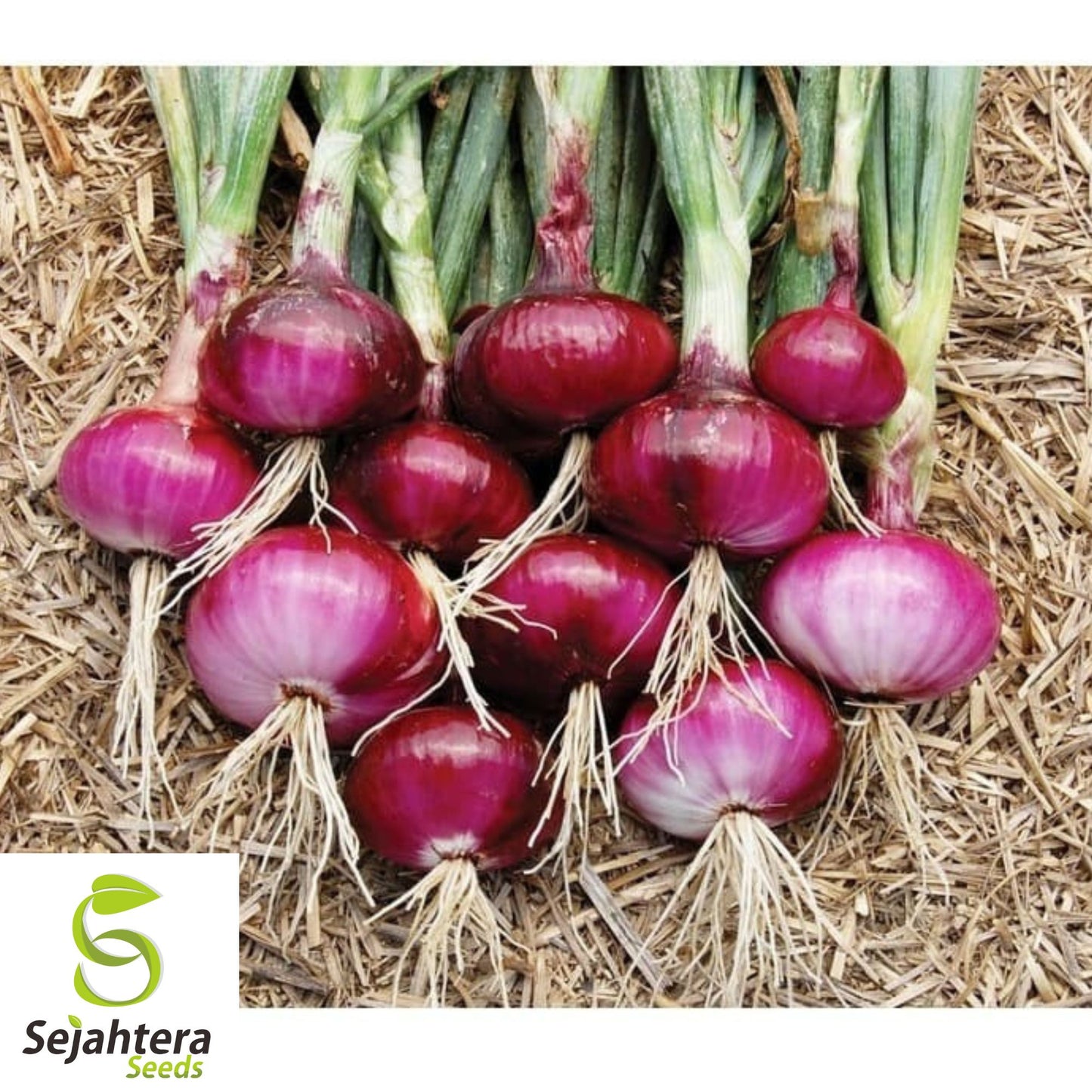 200+ Ruby Red Onion Seeds - Allium Cepa, Non-GMO Vegetable Garden