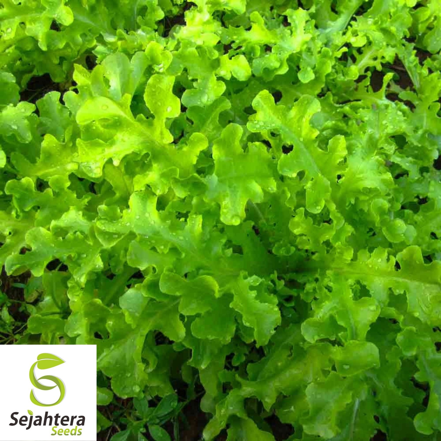 1000 Salad Bowl Lettuce Seeds - Non-GMO, Tender & Crisp Greens