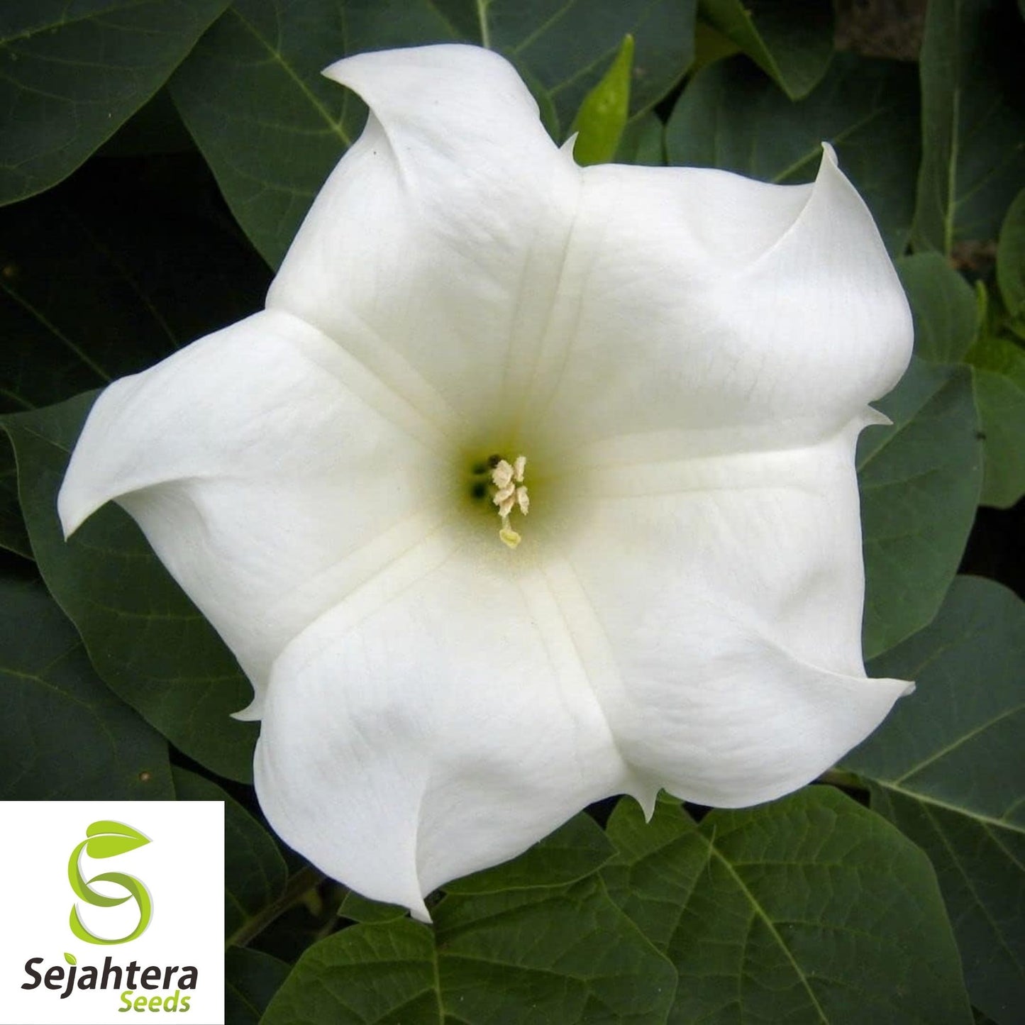 Moonflower Seeds 25 Ct | White Morning Glory Night-Blooming Vine Flower USA