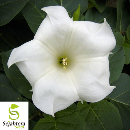 Moonflower Seeds 25 Ct | White Morning Glory Night-Blooming Vine Flower USA