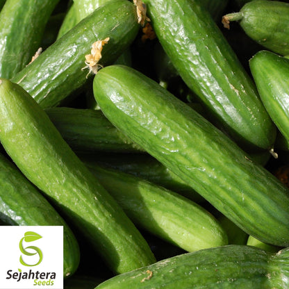 Muncher Cucumber Seeds 50+ | Heirloom NON-GMO Vegetable Garden USA