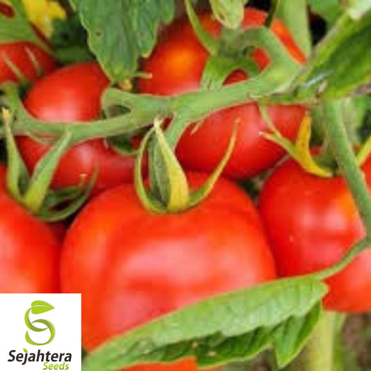 120+ Siberian Tomato Seeds - Heirloom, Organic, Non-GMO, Early & Cold-Tolerant