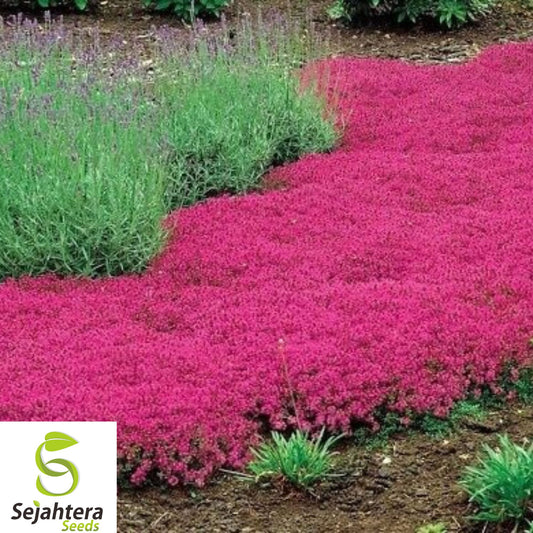 500+ Red Creeping Thyme Seeds - Non-GMO, Perennial, Fragrant Groundcover Plant