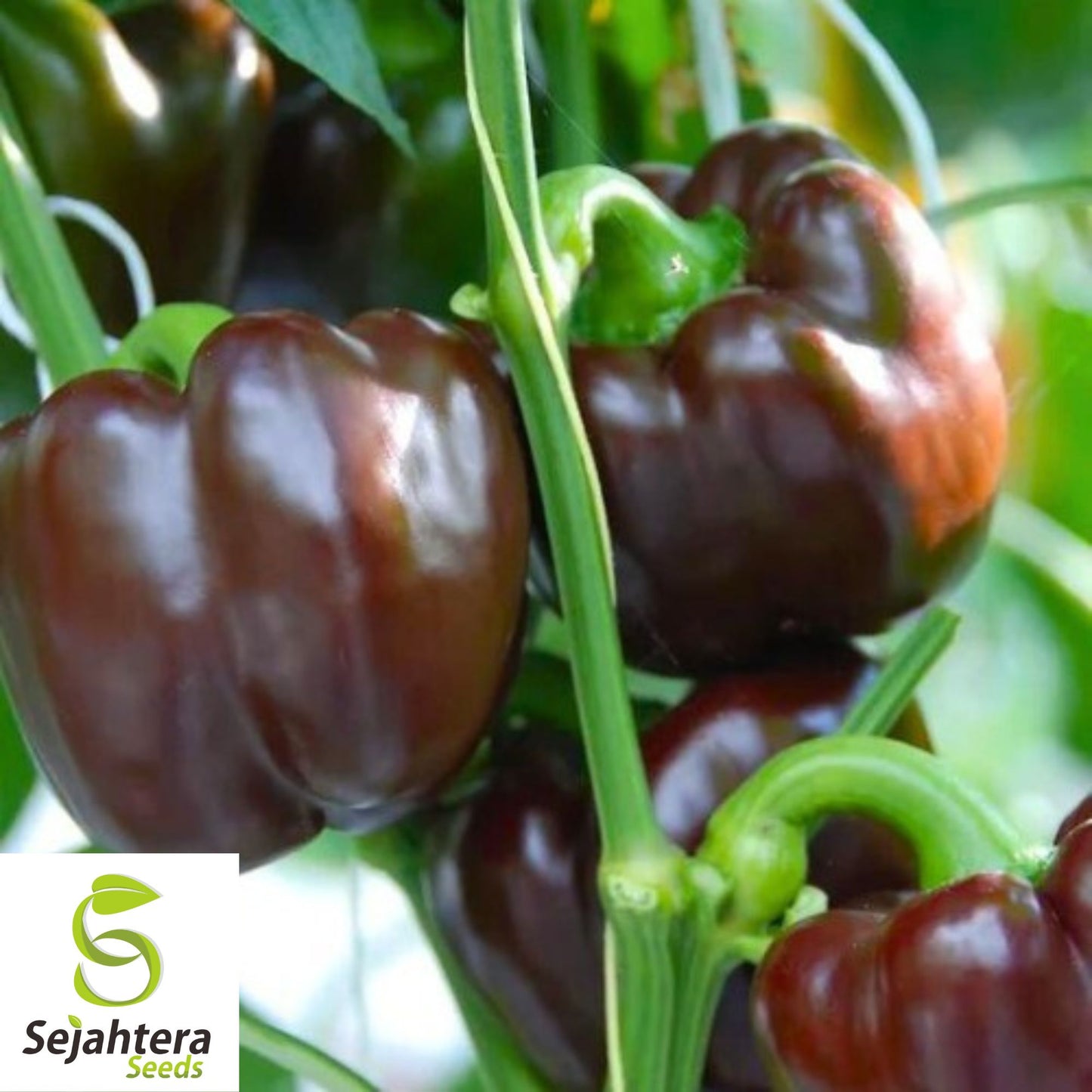 25 Chocolate Beauty Pepper Seeds - Non-GMO, Sweet & Unique Variety