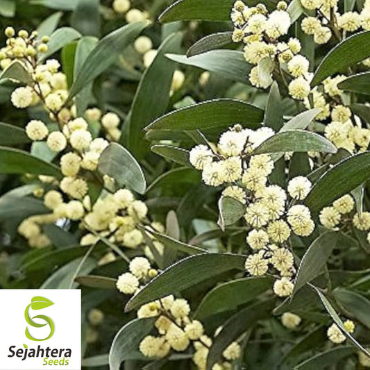 Blackwood Acacia Seeds {Acacia melanoxylon} 20+ Seeds