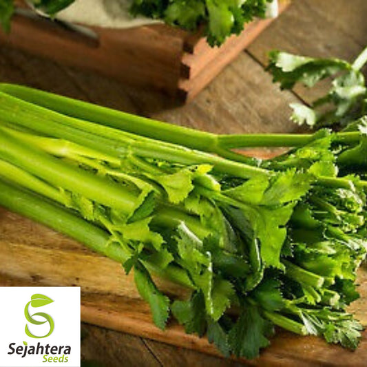 2750+ Celery Seeds Heirloom (Stringless) for Microgreens or Planting
